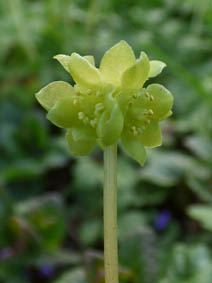 Adoxa moschatellina